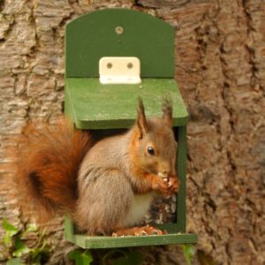 Eichhörnchen Futterhaus - Geschenk für Naturliebhaber