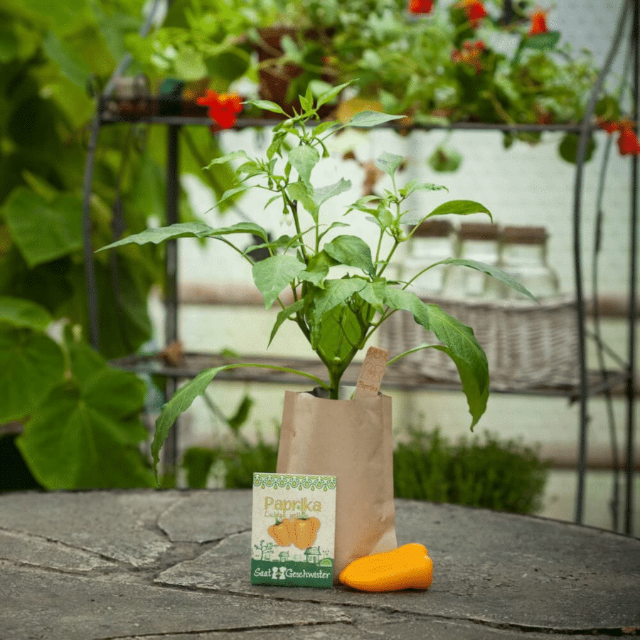 Gemüse selbst anbauen - Stadtgärtner Minigarten Paprika